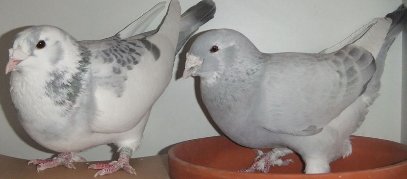  - Cateva perechi 1 Aprilie 2017