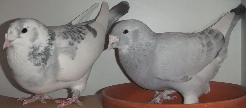  - Cateva perechi 1 Aprilie 2017