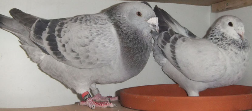  - Cateva perechi 1 Aprilie 2017