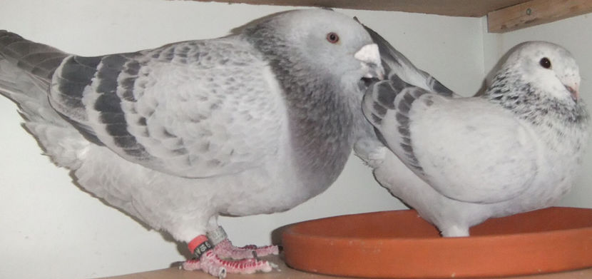  - Cateva perechi 1 Aprilie 2017