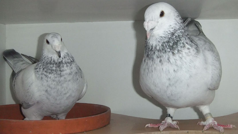  - Cateva perechi 1 Aprilie 2017