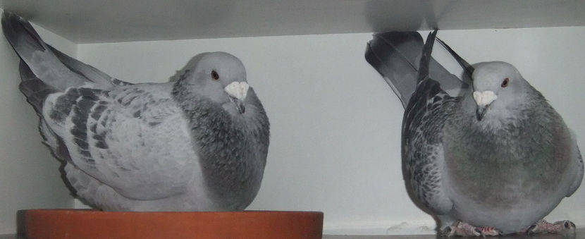  - Cateva perechi 1 Aprilie 2017