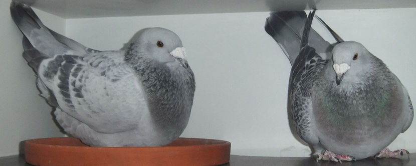  - Cateva perechi 1 Aprilie 2017