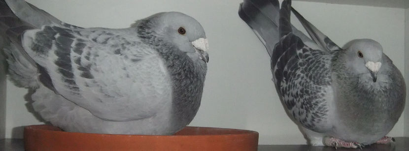  - Cateva perechi 1 Aprilie 2017