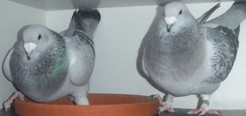  - Cateva perechi 1 Aprilie 2017