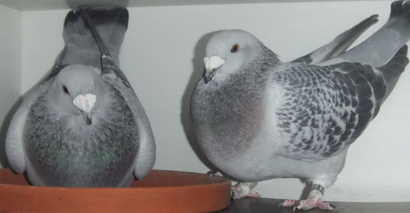  - Cateva perechi 1 Aprilie 2017