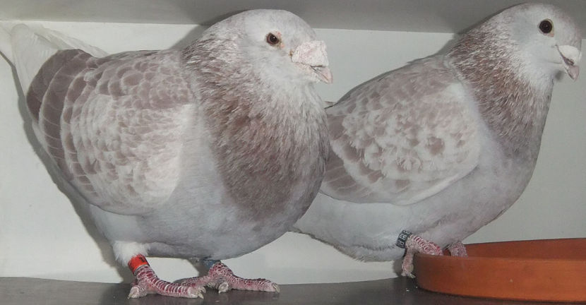  - Cateva perechi 1 Aprilie 2017