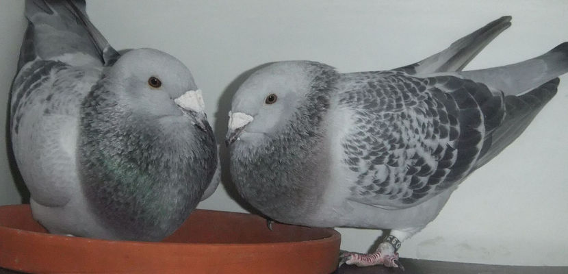  - Cateva perechi 1 Aprilie 2017