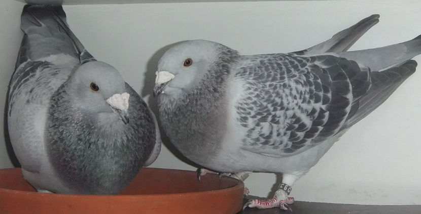  - Cateva perechi 1 Aprilie 2017