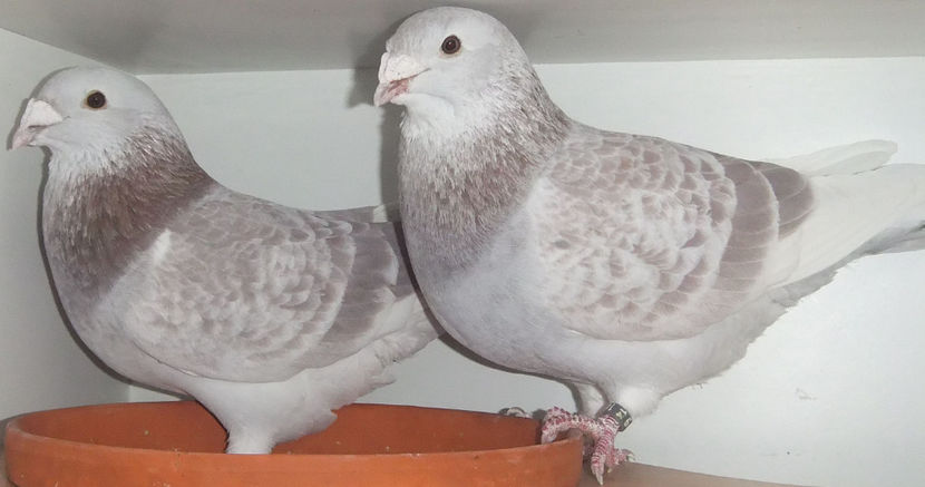  - Cateva perechi 1 Aprilie 2017