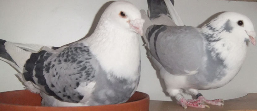  - Cateva perechi 1 Aprilie 2017