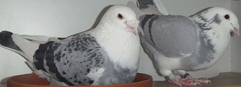  - Cateva perechi 1 Aprilie 2017