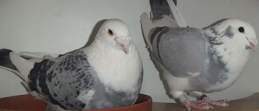  - Cateva perechi 1 Aprilie 2017