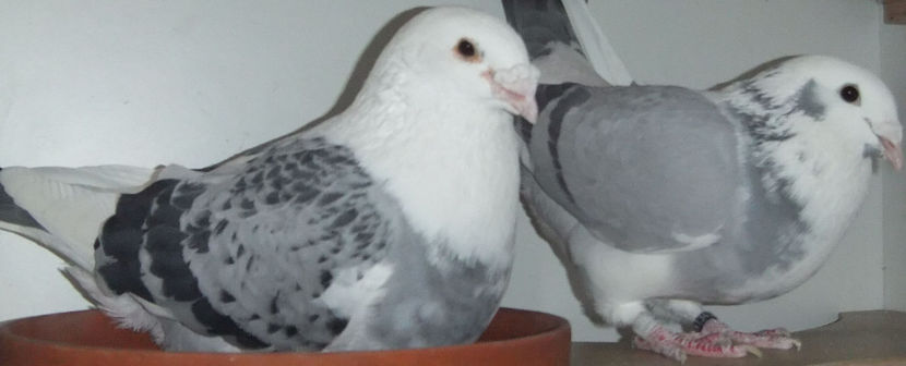  - Cateva perechi 1 Aprilie 2017