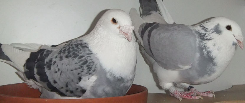  - Cateva perechi 1 Aprilie 2017