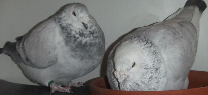  - Cateva perechi 1 Aprilie 2017