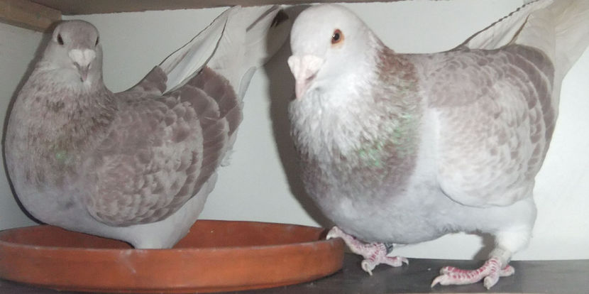  - Cateva perechi 1 Aprilie 2017