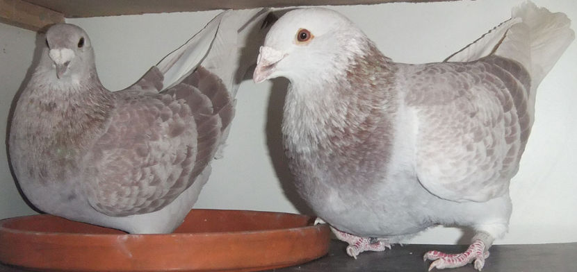  - Cateva perechi 1 Aprilie 2017