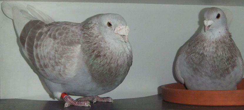  - Cateva perechi 1 Aprilie 2017