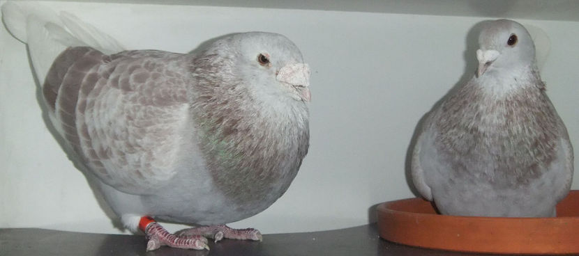  - Cateva perechi 1 Aprilie 2017