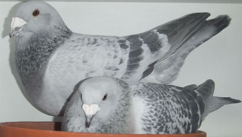  - Cateva perechi 1 Aprilie 2017