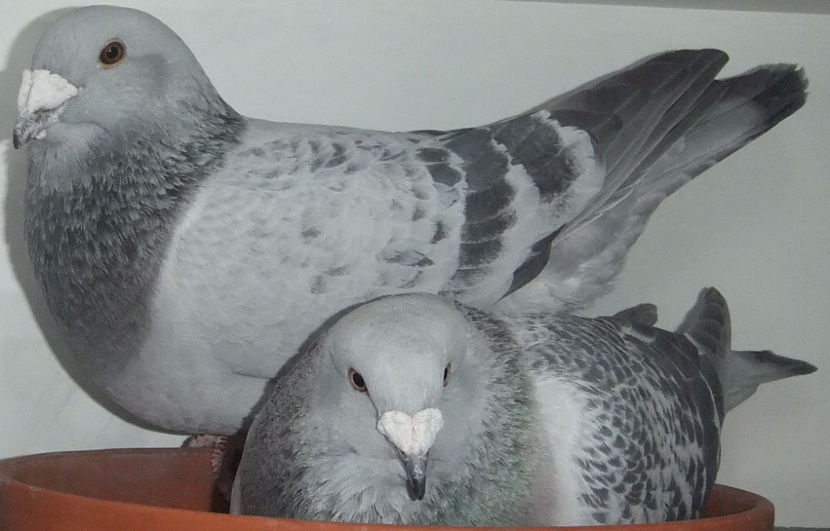  - Cateva perechi 1 Aprilie 2017