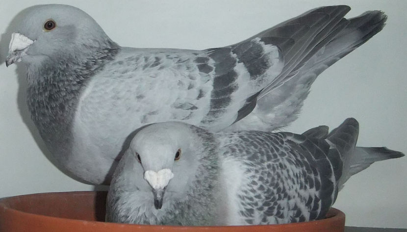  - Cateva perechi 1 Aprilie 2017