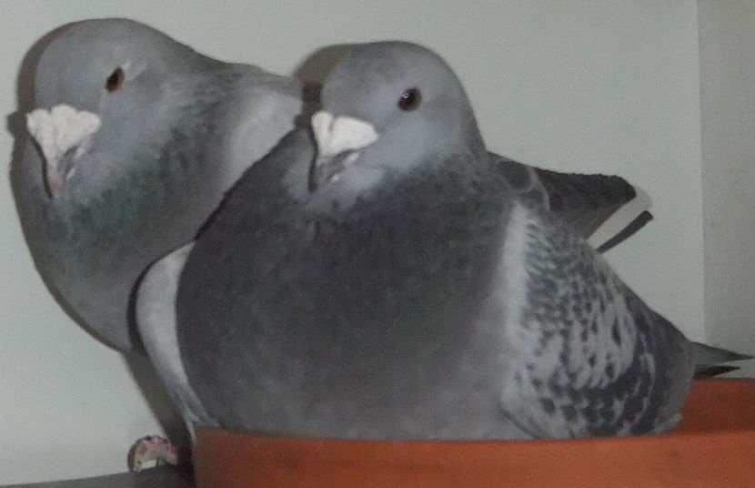  - Cateva perechi 1 Aprilie 2017