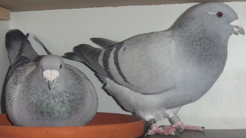  - Cateva perechi 1 Aprilie 2017