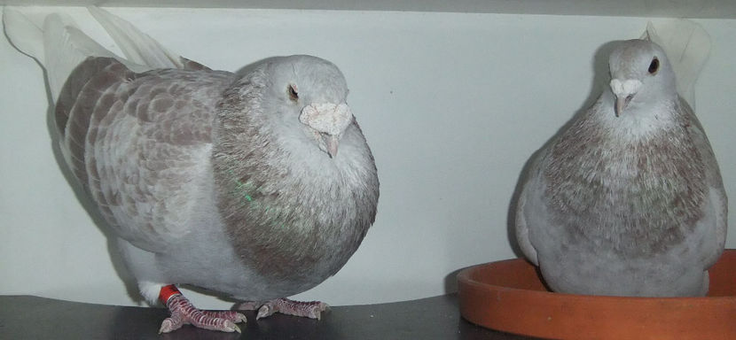  - Cateva perechi 1 Aprilie 2017