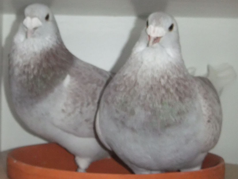  - Cateva perechi 1 Aprilie 2017