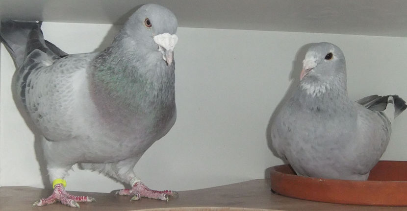  - Cateva perechi 1 Aprilie 2017