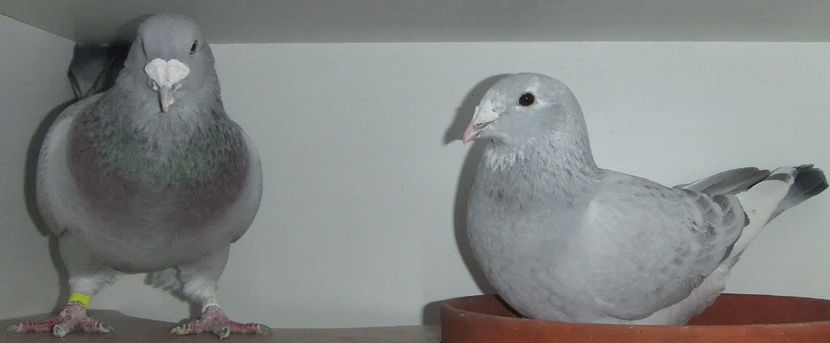  - Cateva perechi 1 Aprilie 2017