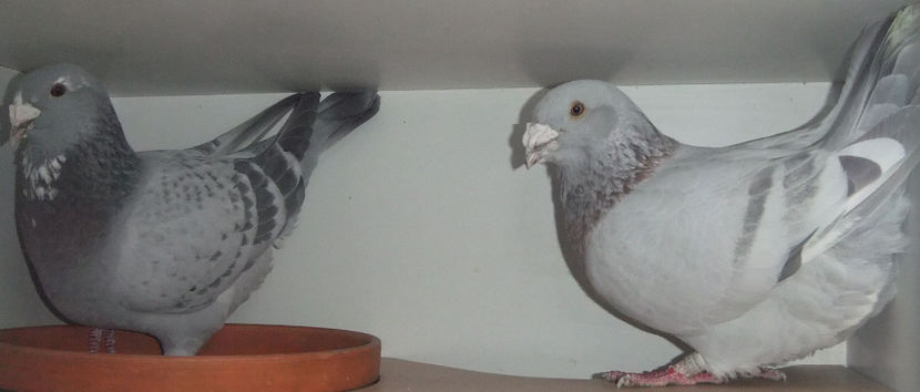  - Cateva perechi 1 Aprilie 2017