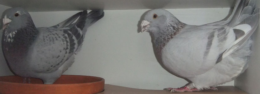  - Cateva perechi 1 Aprilie 2017