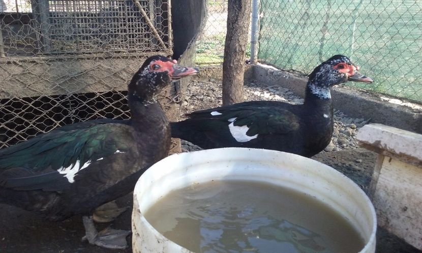  - Rate lesesti negre