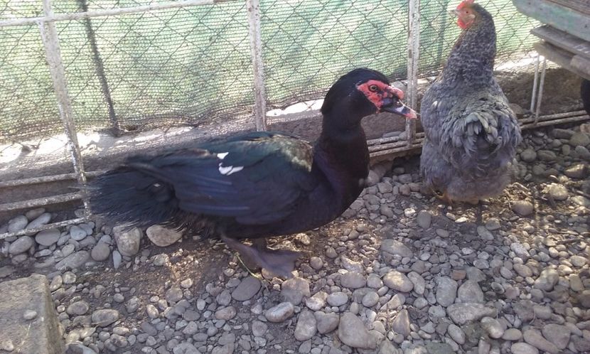 - Rate lesesti negre