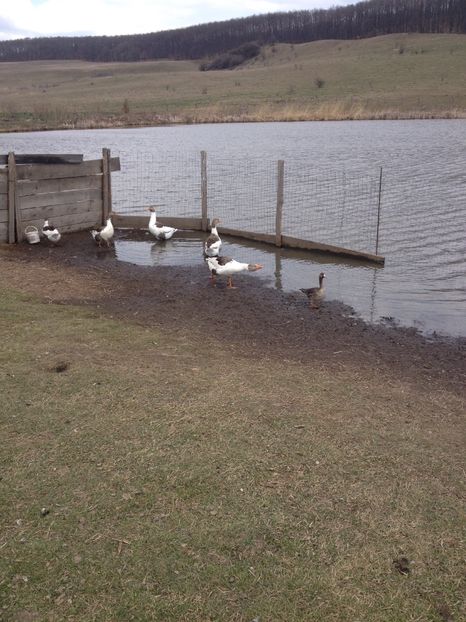 image - Gaste Pomerania 2017