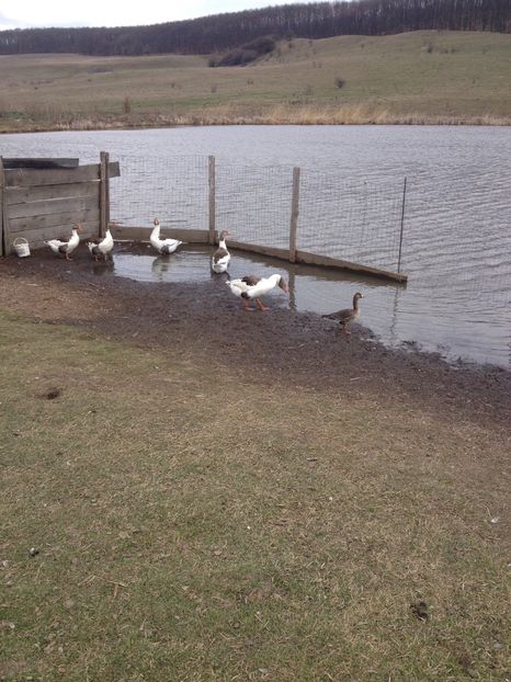 image - Gaste Pomerania 2017