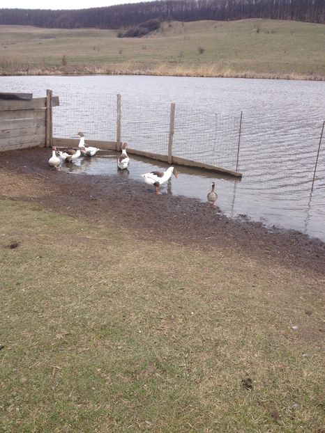 image - Gaste Pomerania 2017