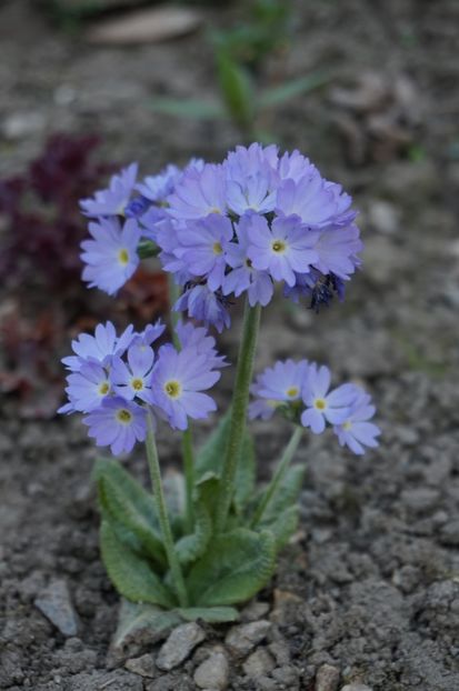 Primula cashmeriana - 2017 Gradina