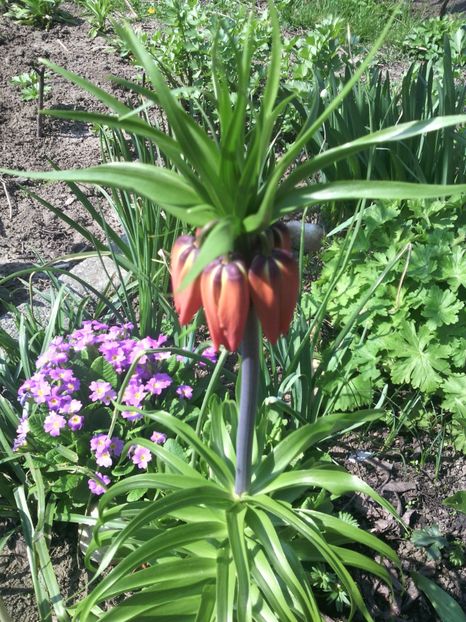  - 01-Flori din curtea mea 2017