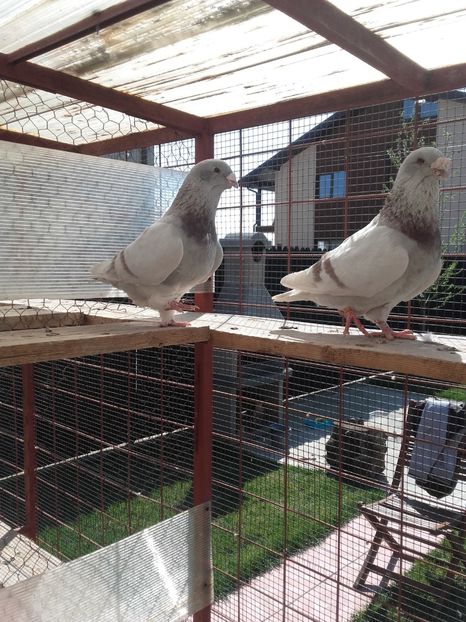 M 2012 ; F 2013 - SEZON 2017