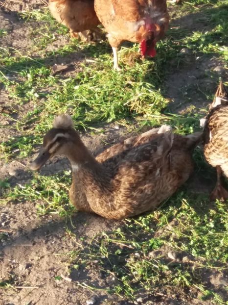 Nou-venita - Rate comune