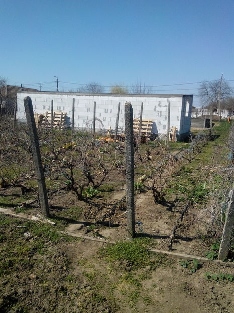  - AAA NOUL ADAPOST PENTRU IEPURI