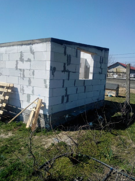  - AAA NOUL ADAPOST PENTRU IEPURI