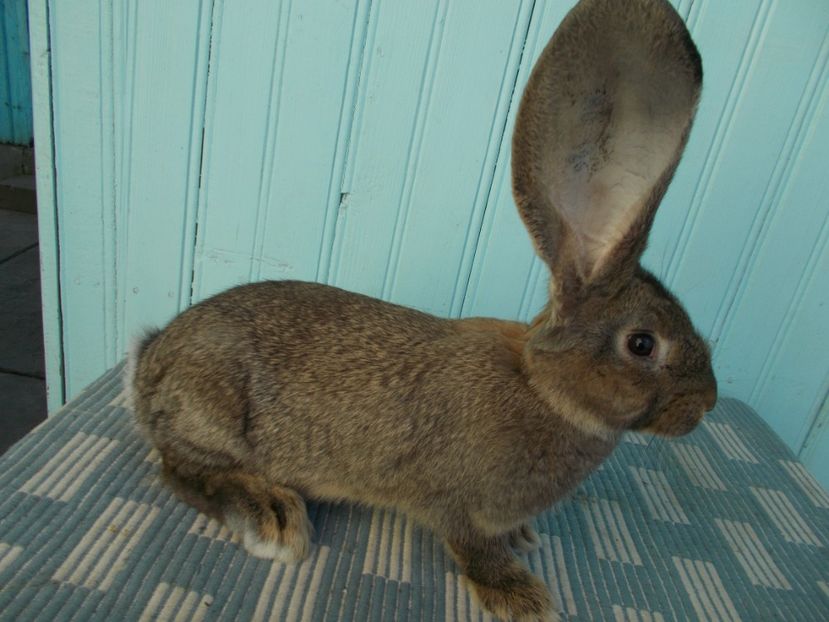 Femela RO126 - 0 TINERET 2017