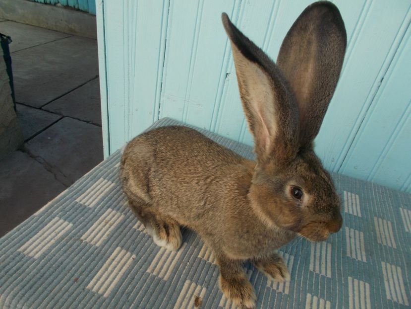 Aproape 3 luni - 0 TINERET 2017