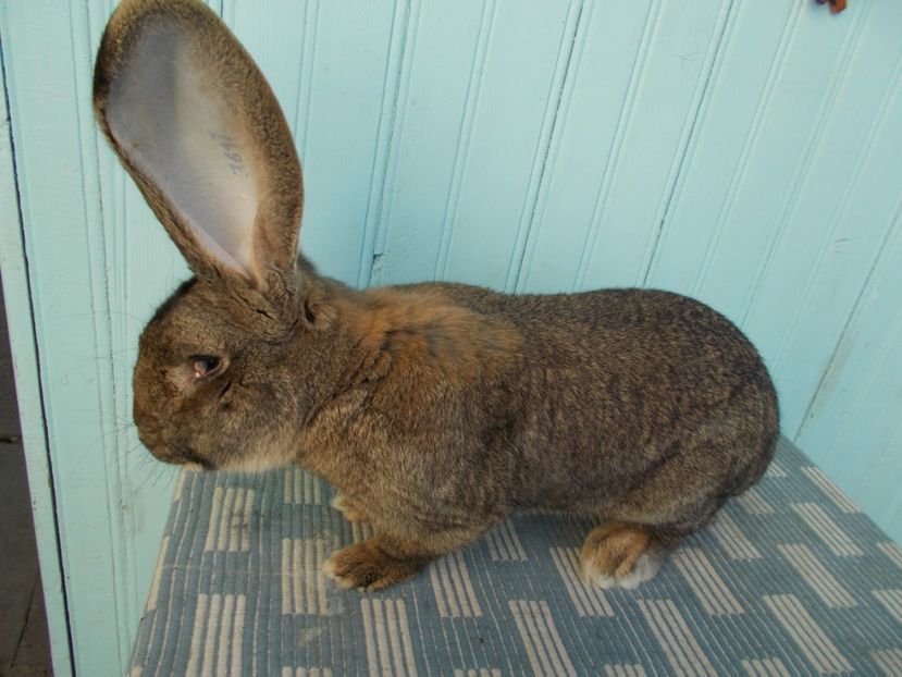 1 an - MASCUL UGG NR 2