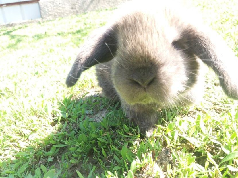 2.04.2017 - Cuib nr 3 din 15 03 2017